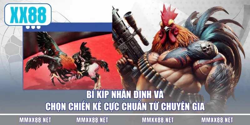 Bí kíp nhận định và chọn chiến kê cực chuẩn từ chuyên gia