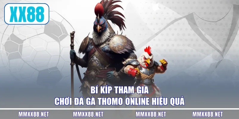 Bí kíp tham gia chơi đá gà Thomo online hiệu quả