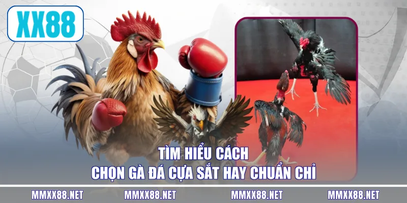 Tìm hiểu cách chọn gà đá cựa sắt hay chuẩn chỉ